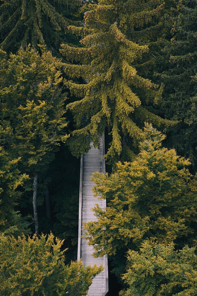 Mindful Walks